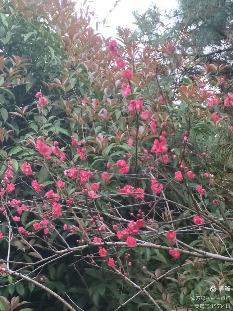 万绿丛中一点红